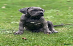 Cane Corso dogs for sale: Cane corso puppy  - Image 4