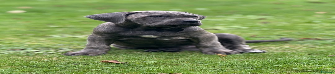 Cane Corso Puppy 2