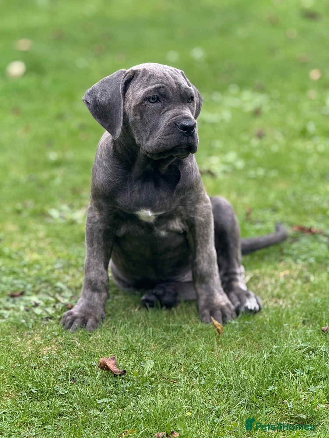 Cane Corso dogs for sale: Cane corso puppy  - Image 4