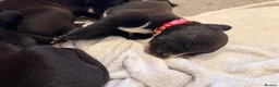 Mixed Breed dogs for sale: Dalmatian × Belgian Malinois- Loving, Active Homes in Hemel Hempstead - Advert 8