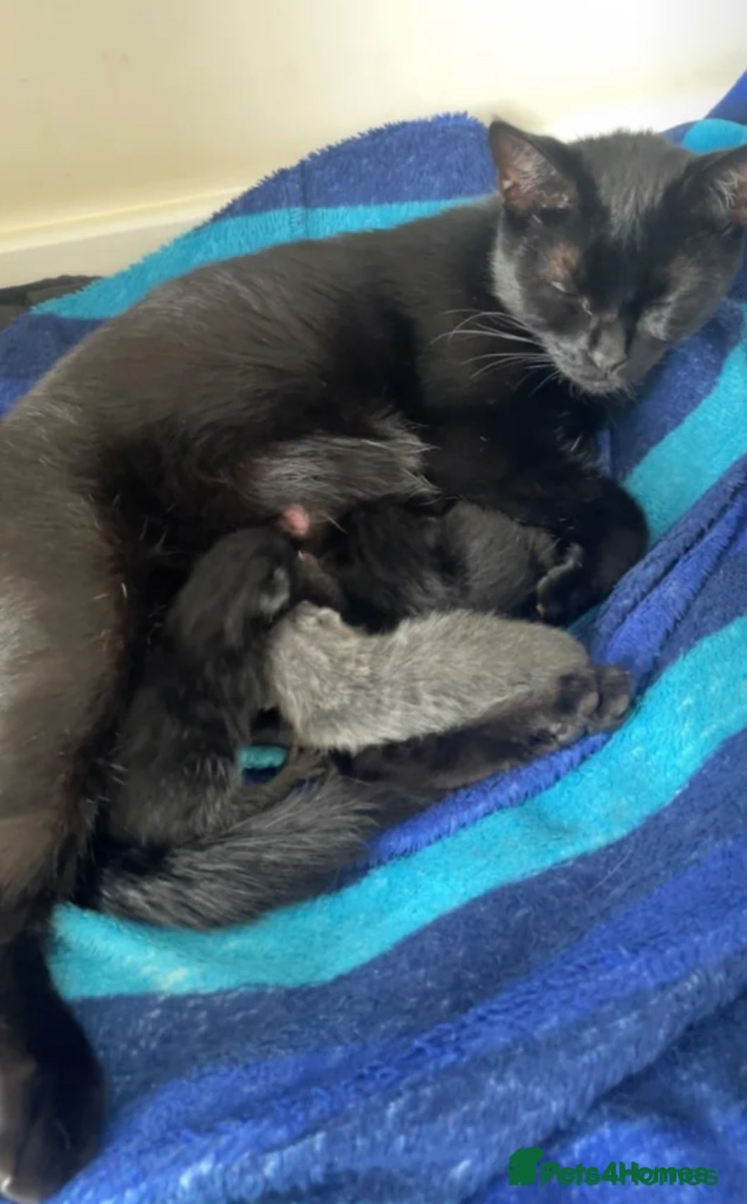Mixed Breed cats Cute grey boy - Advert 4