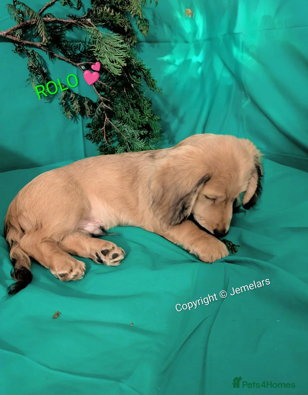 Miniature Dachshund dogs for sale: MINIATURE DACHSHUND ENGLISH CREAM LONG HAIR PUPPY  - Advert 7