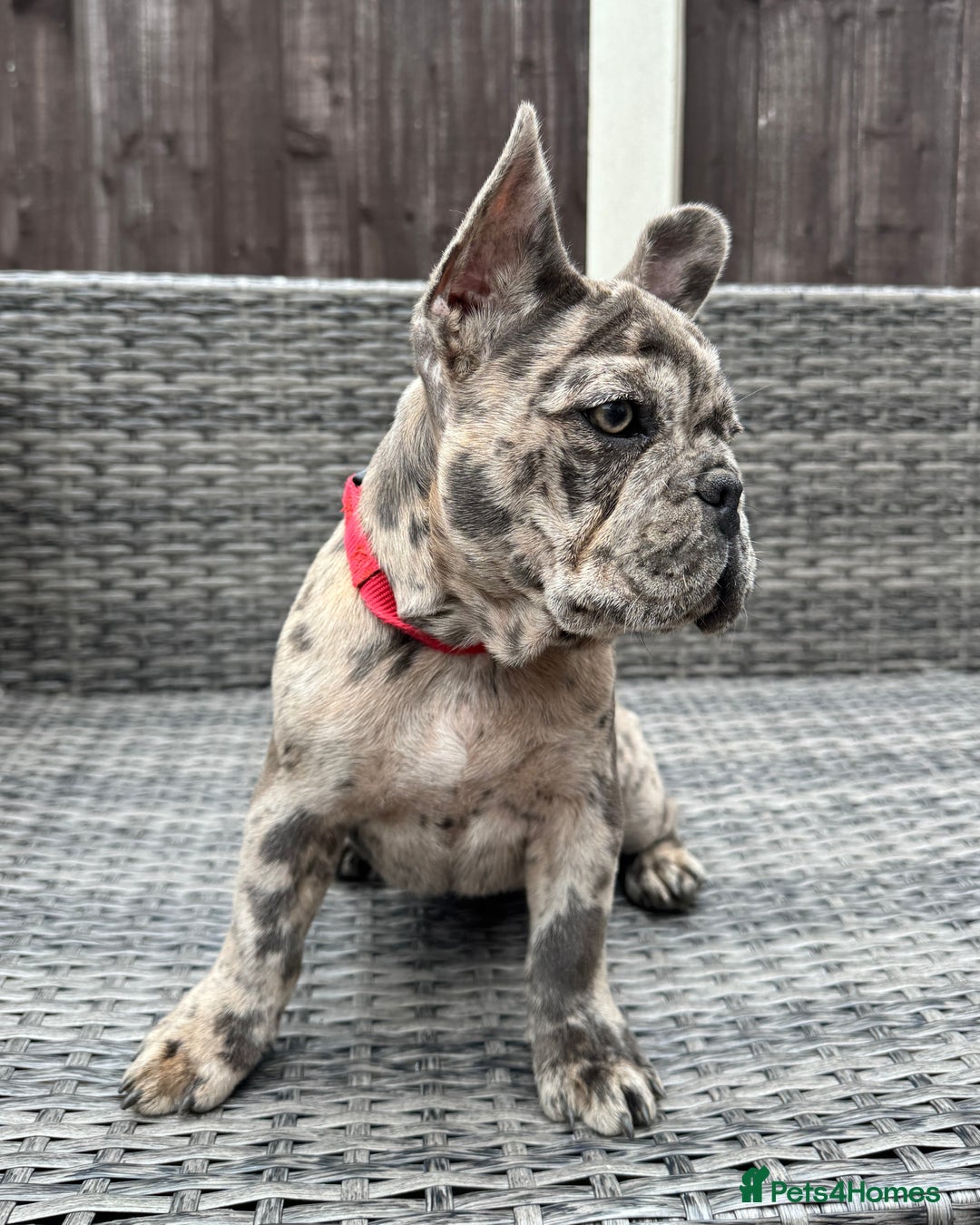 French Bulldog dogs for sale: French Bulldog Puppies with 3 Vaccines Included in Walton-on-Thames - Image 23