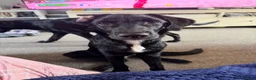 Sheprador dogs for sale: German Shephrador Brothers - Advert 5