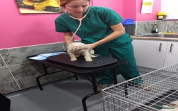 Poochon dogs for sale: Poochons💥 2 Beauties READY TO LEAVE NOW 💥  - Image 33