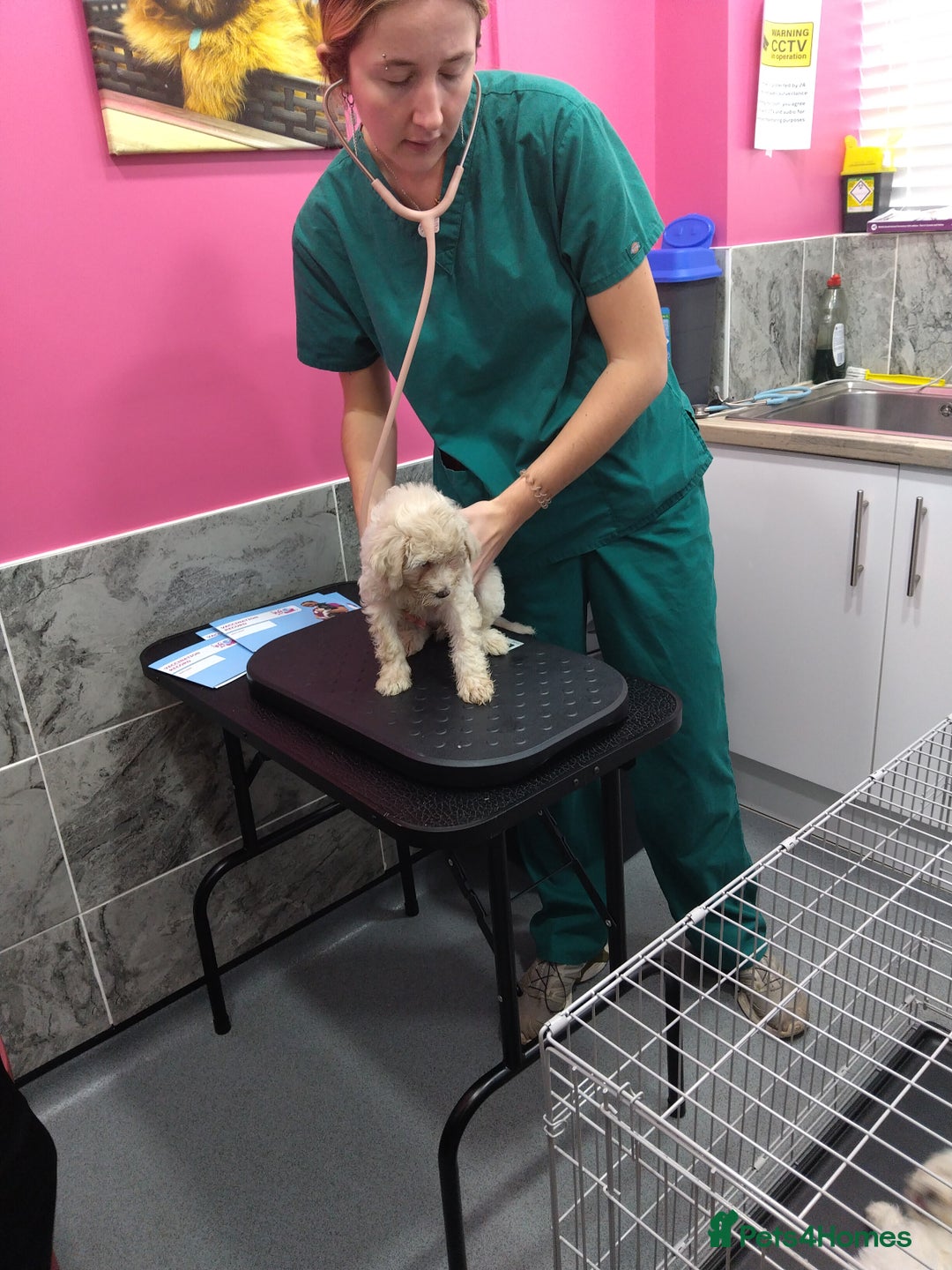 Poochon dogs for sale: Poochons💥 2 Beauties READY TO LEAVE NOW 💥  - Image 33