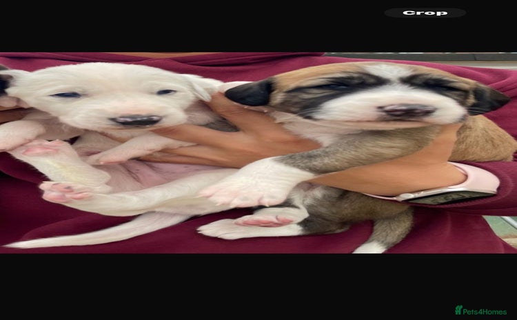Lurcher dogs - Advert 1