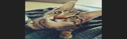 Mixed Breed cats for sale: Tabby kitten  in Appleby-in-Westmorland - Advert 9