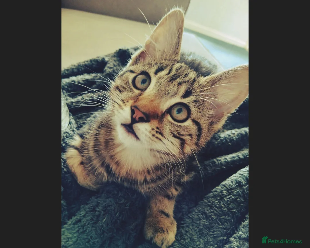 Mixed Breed cats for sale: Tabby kitten  in Appleby-in-Westmorland - Advert 9