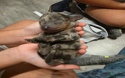 Miniature Dachshund dogs for sale: Miniature Dachshunds  - Advert 12