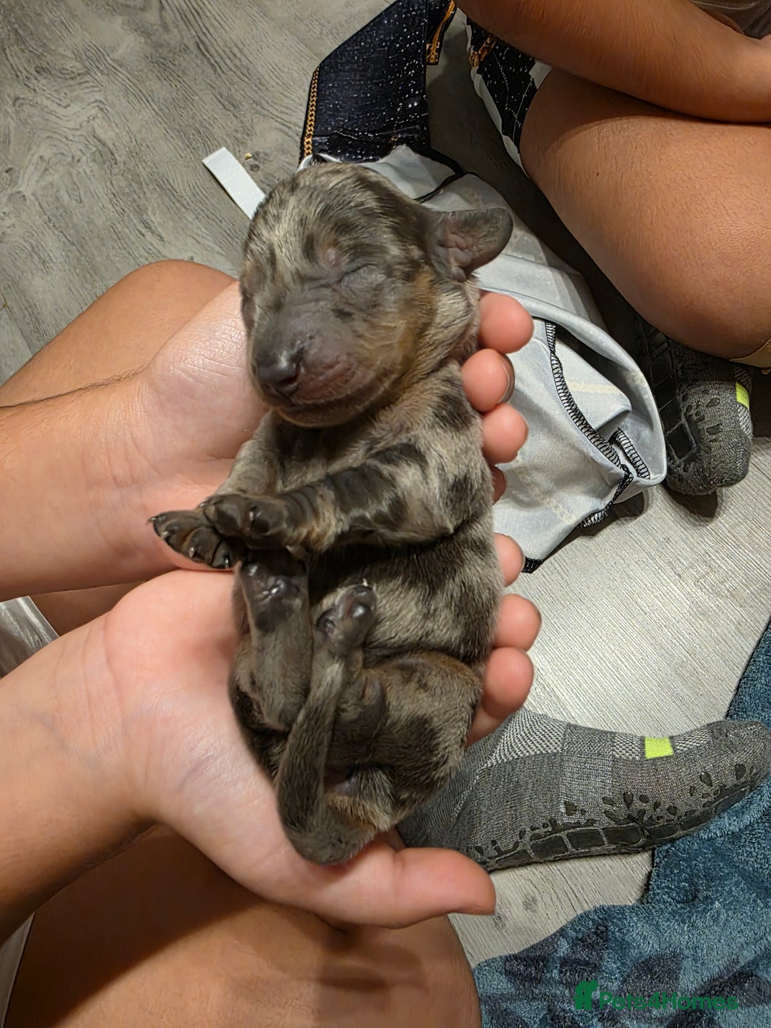 Miniature Dachshund dogs for sale: Miniature Dachshunds  - Advert 12