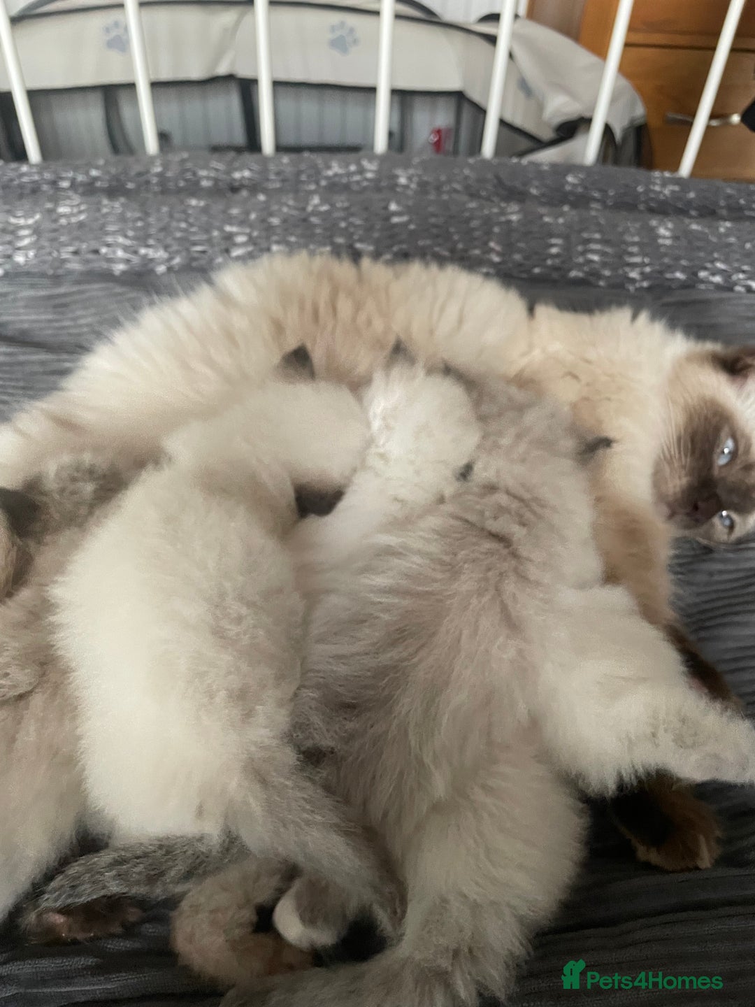 Ragdoll cats for sale: Ragdoll kittens - Image 15