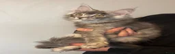 Maine Coon cats for sale: Ready Now Quality TICA Maine Coons active possible - Advert 3
