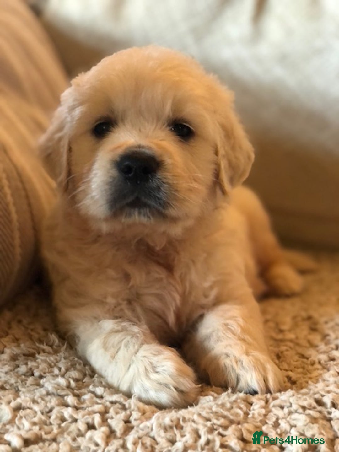 Golden Retriever dogs for sale: Home bred Chunky cream Goldie pups - Image 28