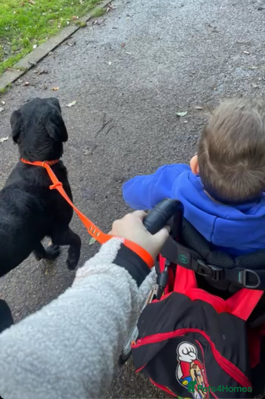 Labrador Retriever dogs for sale: KC Working Labrador Bitch - Advert 21