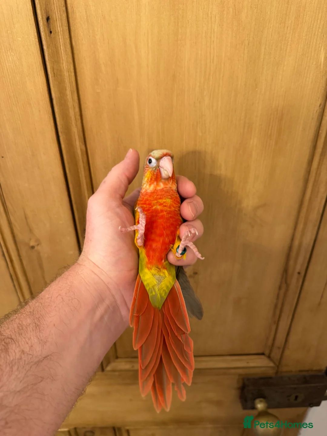 Conures birds for sale: Hand Reared Conures For Sale - Advert 18