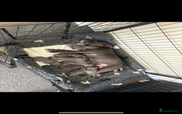Staffordshire Bull Terrier dogs for sale: KC Registered Blue Staffordshire Bull Terrier  - Image 13