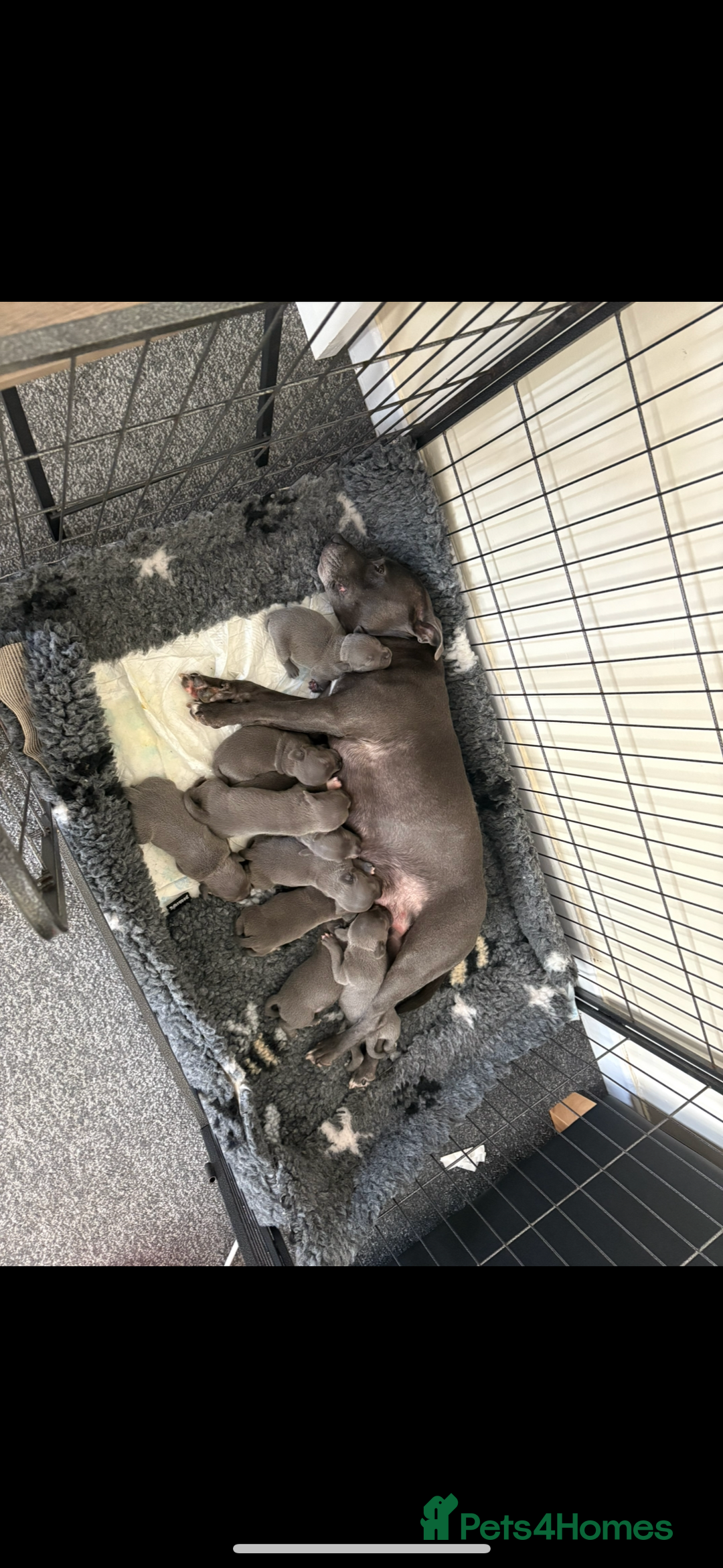 Staffordshire Bull Terrier dogs for sale: KC Registered Blue Staffordshire Bull Terrier  - Image 13
