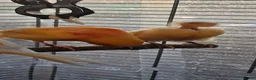 Lovebirds birds for sale: Breeding pair of canaries in Manchester - Advert 5