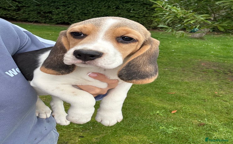 Beagle dogs - Advert 10