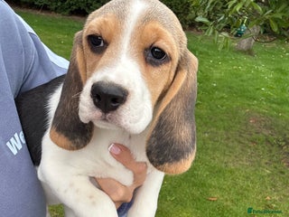 Beagle dogs - Advert 7