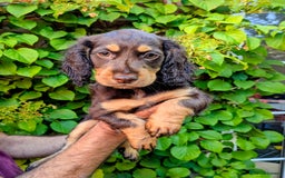 Cocker Spaniel dogs for sale: Brown and Tan cocker spaniel puppies - Image 2