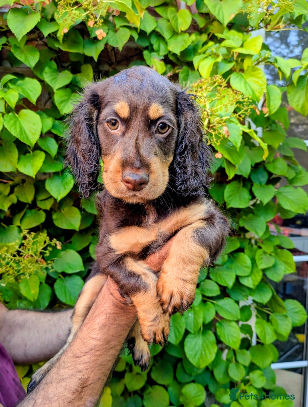Cocker Spaniel dogs for sale: Brown and Tan cocker spaniel puppies - Image 2