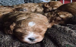 Cavapoo dogs for sale: Cavapoo Puppies (1 LEFT) - Image 8