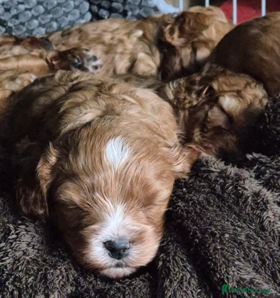 Cavapoo dogs for sale: Cavapoo Puppies (1 LEFT) - Image 8