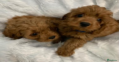 Cavapoo dogs - Advert 15