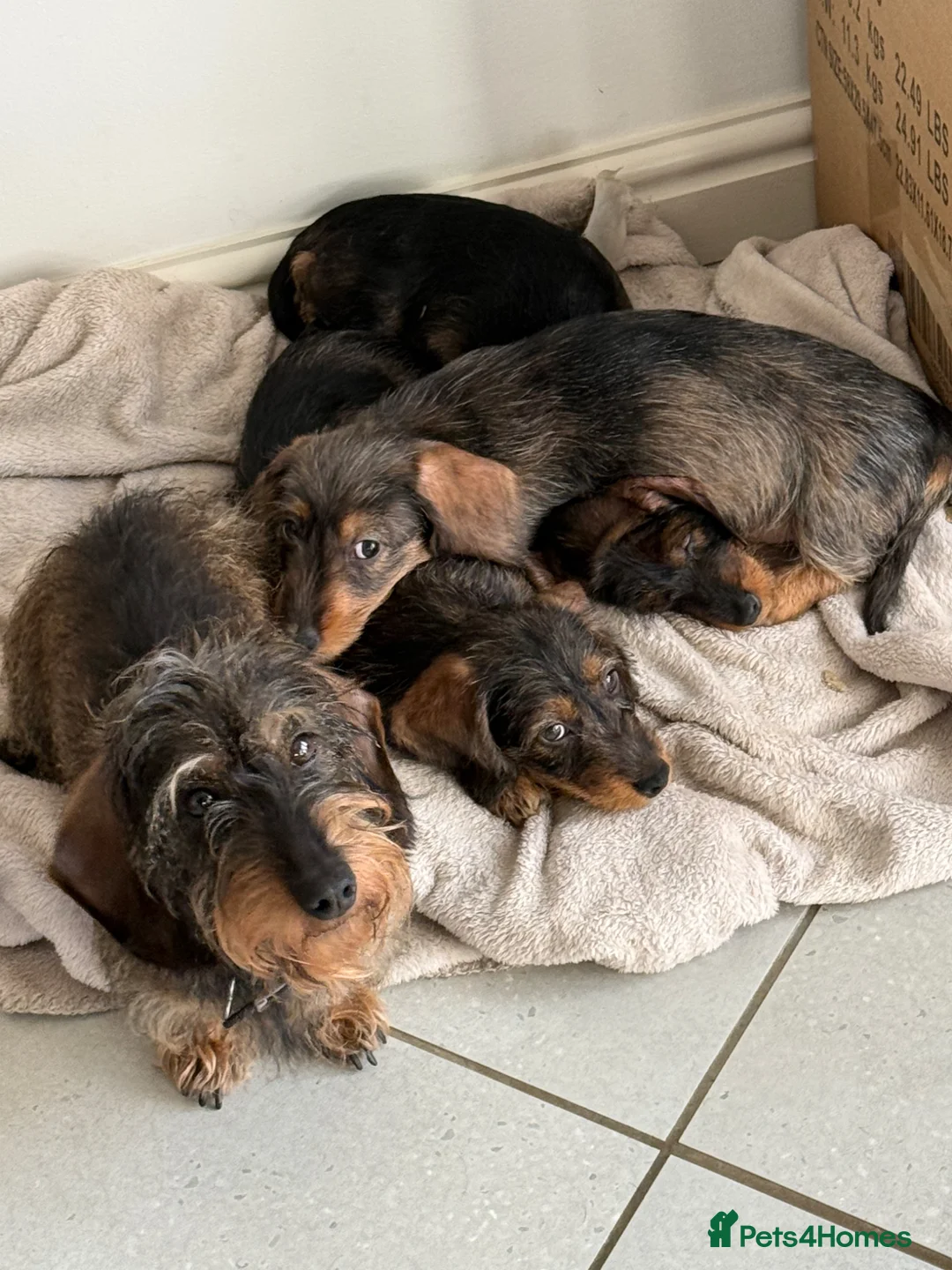 Dachshund dogs for sale: Wirehaired dachshund  in Shaftesbury - Advert 1