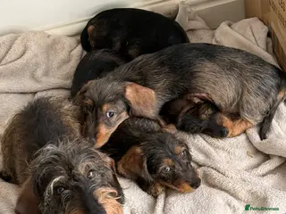 Dachshund dogs Wirehaired dachshund - Advert 1