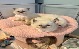 Ragdoll cats for sale: Beautiful purebred Ragdoll kittens - Image 10