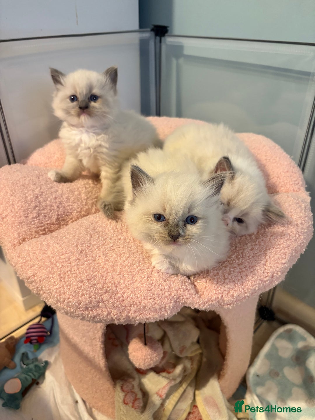 Ragdoll cats for sale: Beautiful purebred Ragdoll kittens - Image 10