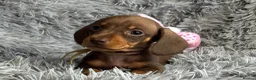 Miniature Dachshund dogs for sale: KC reg, PRA Clear Beautiful Natured Pups - Advert 3