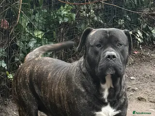 Presa Canario dogs Presa Canario 3 years Old - Advert 6