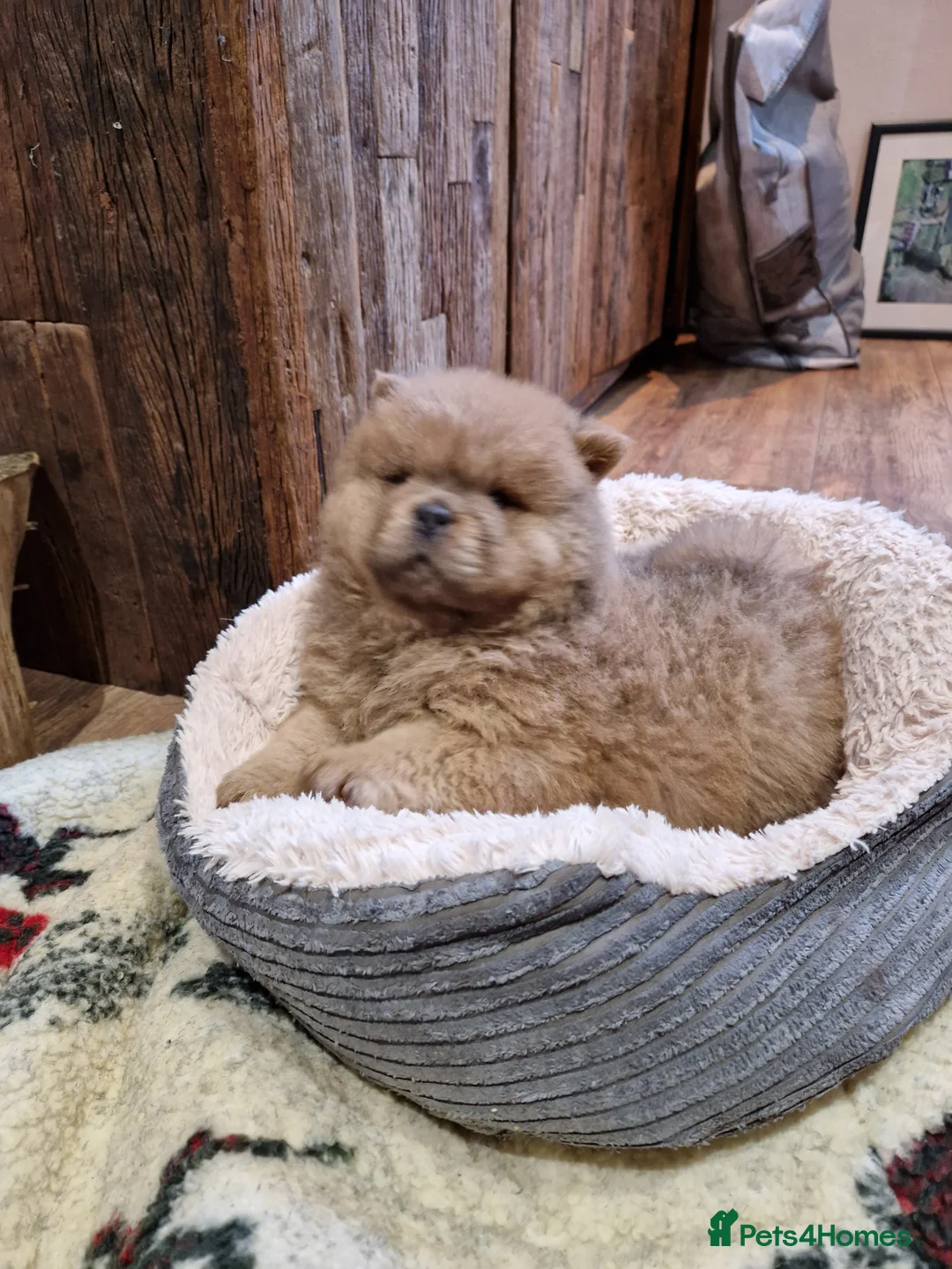 Chow Chow dogs for sale: Kc reg chow chow pups  - Advert 5