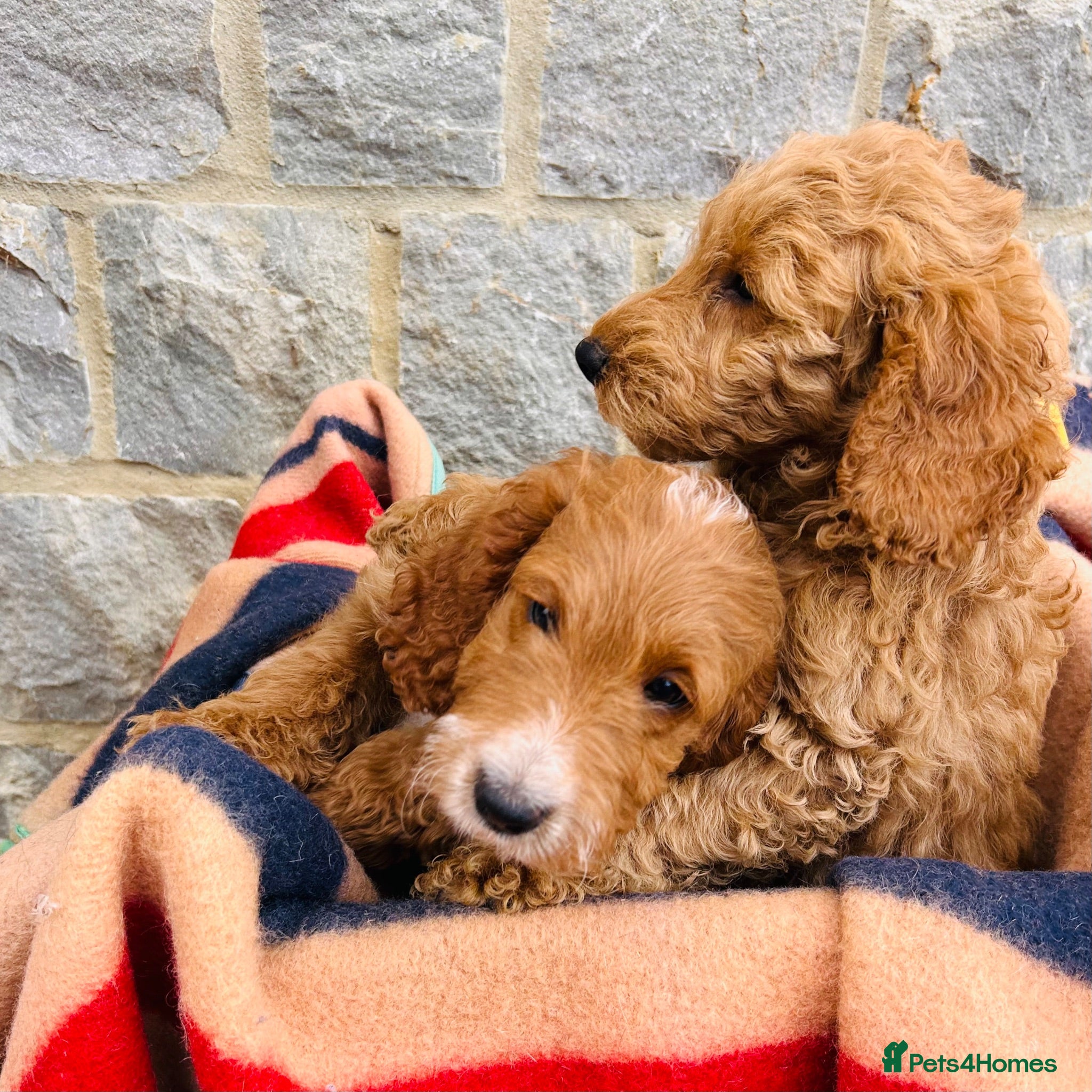 Cockapoo dogs 🧡💛 ADORABLE F1B COCKAPOO PUPPIES 💛🧡 - Advert 1