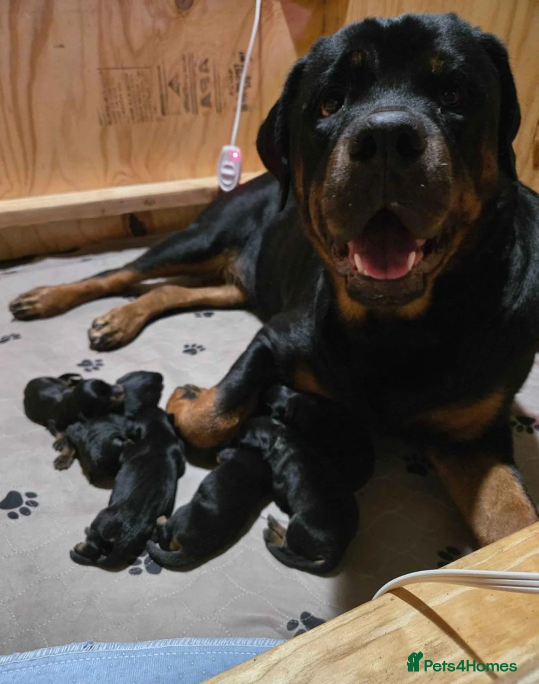 Rottweiler dogs for sale: 🌀🌀available sweet pups🌀Get yours now🌀 - Advert 8