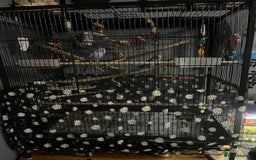 Budgerigars birds for sale: 2 male hand reared budgies with full set up - Image 5