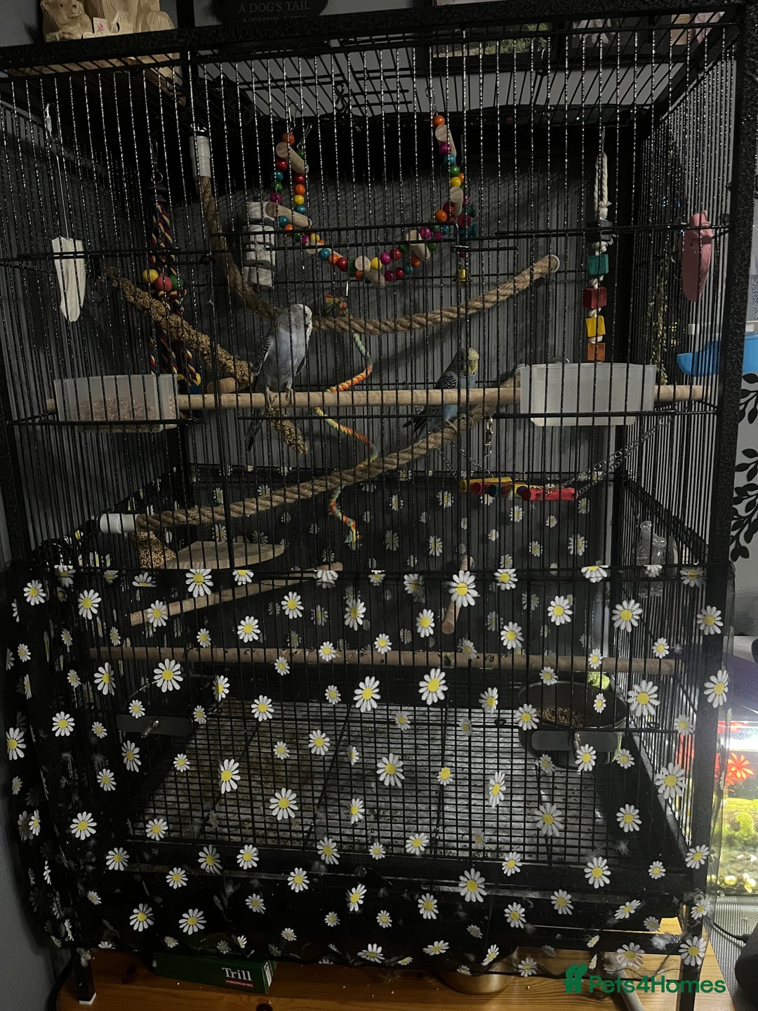 Budgerigars birds for sale: 2 male hand reared budgies with full set up - Image 5