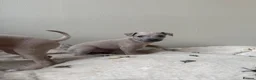 Italian Greyhound dogs for sale: KC Reg fawn male Italian greyhound READY NOW - Advert 13