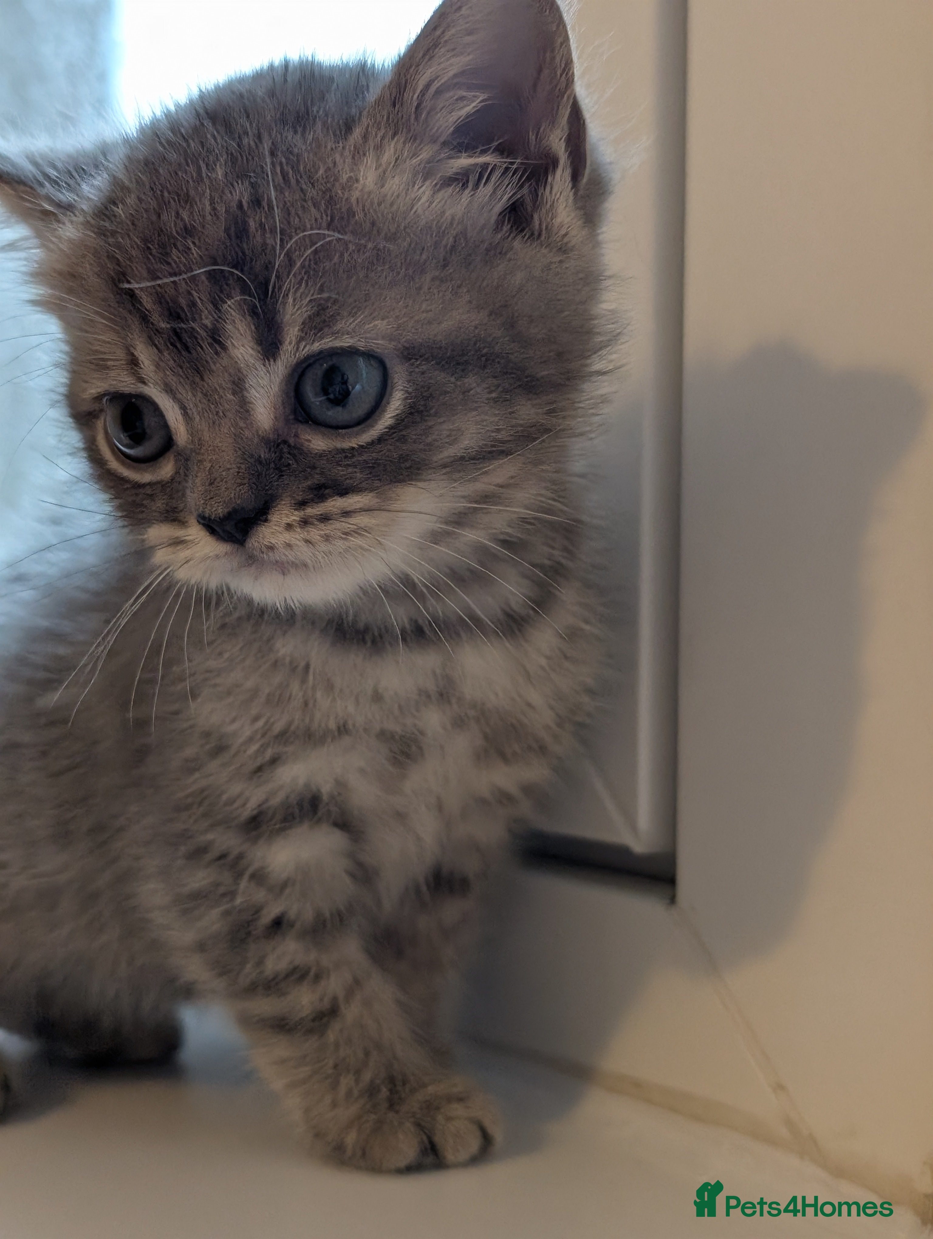 British Shorthair cats British Shorthair Kittens – Ready to Go Now - Advert 2