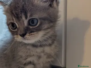 British Shorthair cats British Shorthair Kittens – Ready to Go Now - Advert 2