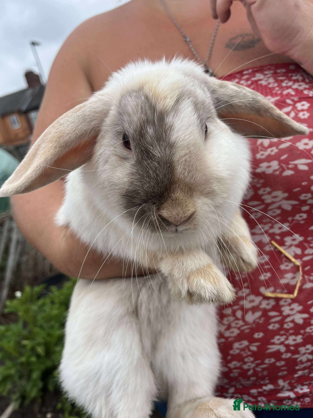 Mini Lop rabbits for sale: Mini lop rabbits - Image 2
