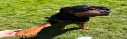 Rottweiler dogs for sale: Male 4 year old Rottweiler  - Advert 4
