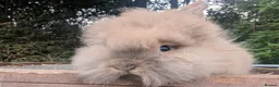 Lionhead rabbits for sale: 2 Male Fluffy Lion head bunnies for sale  - Advert 3
