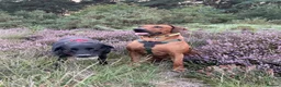 Rhodesian Ridgeback dogs for stud: Beautiful Rhodesian Ridgeback to Stud  in Lightwater - Advert 23