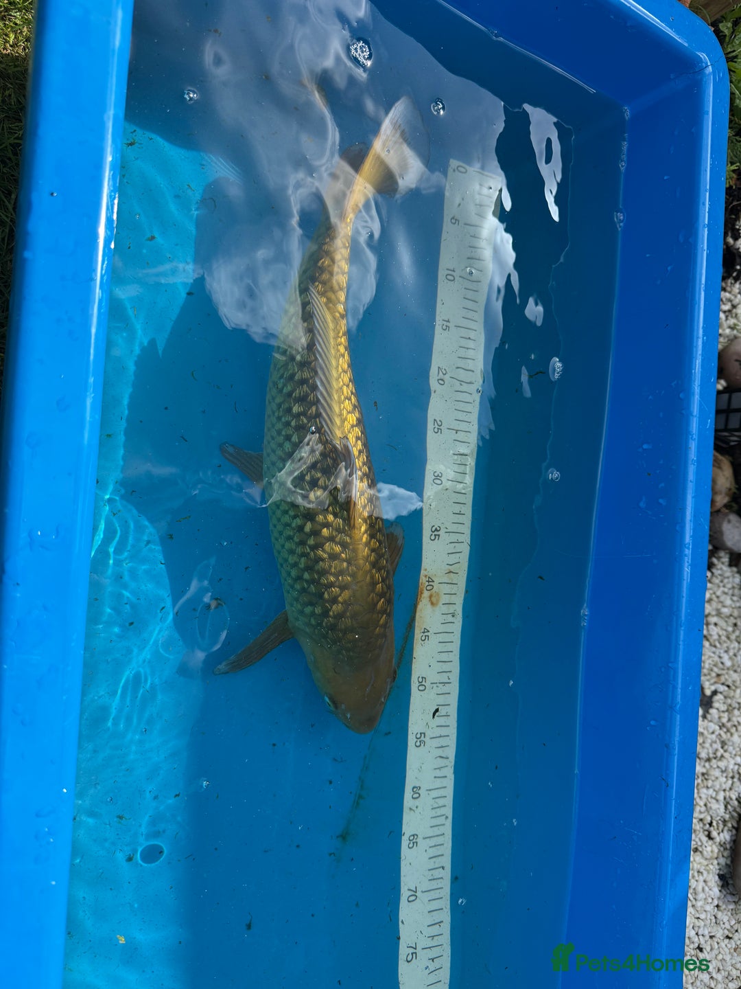 Koi Carp fish for sale: Various koi carp for sale  - Image 32