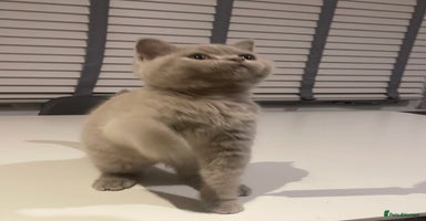 British Shorthair cats - Advert 14